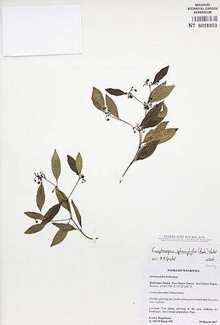 <i>Camptocarpus sphenophyllus</i> Species of flowering plant