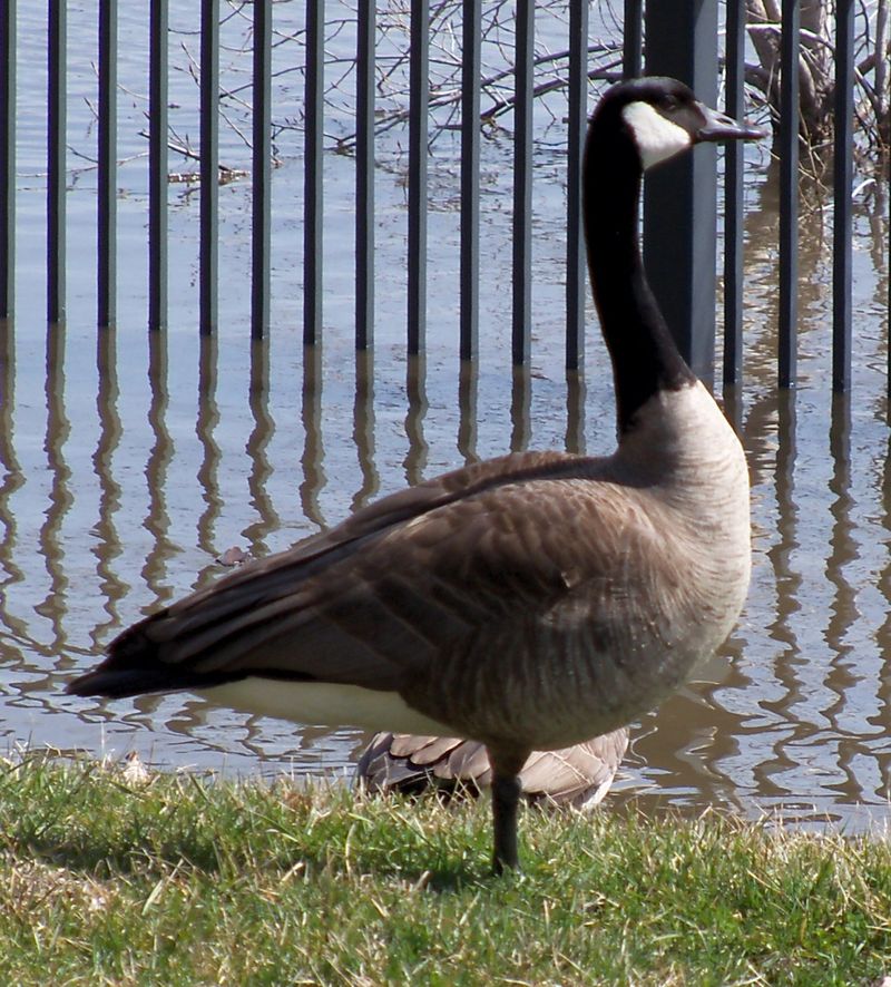 File:Canada goose St. Paul 5.jpg - Wikipedia