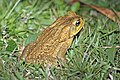 * Nomination Cane toad (Bufo marinus), Panama --Charlesjsharp 09:55, 1 July 2019 (UTC) * Promotion  Support Good quality. --Tournasol7 14:23, 1 July 2019 (UTC)