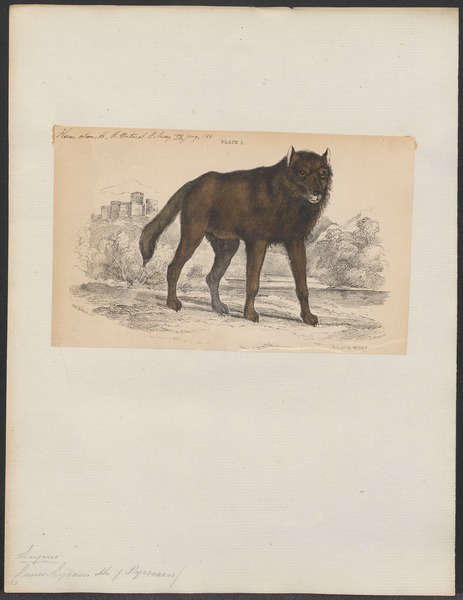 File:Canis lycaon - 1833-1866 - Print - Iconographia Zoologica - Special Collections University of Amsterdam - UBA01 IZ22200371.tif