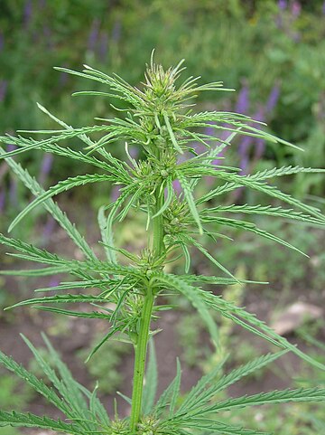 Cannabis ruderalis