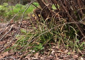 Carex brevicollis-MW0547927-live.tif