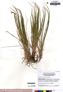 <i>Carex inops</i> Species of grass