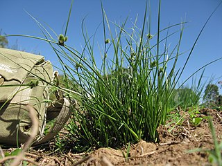 <i>Carex inversa</i> Species of grass-like plant