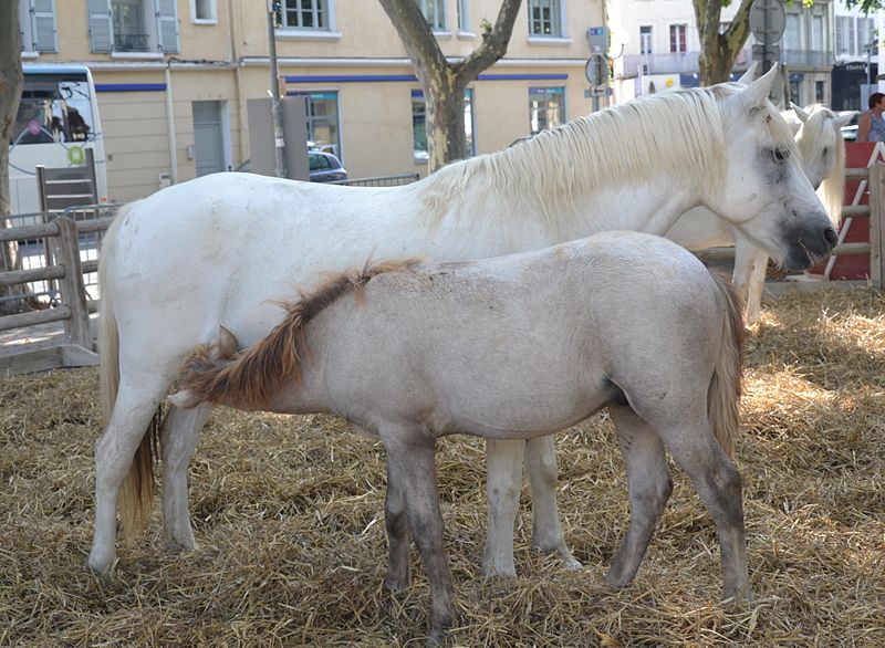 File:Carpentras - Fiesta Bodegas - Village Camargue 6.JPG