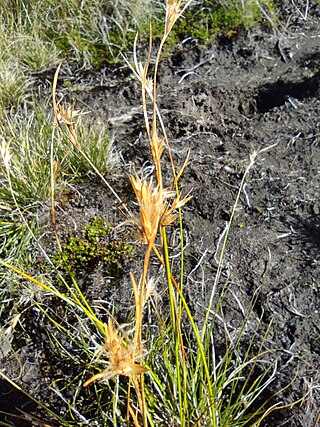 <i>Carpha</i> Genus of flowering plants