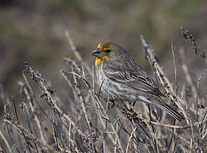 ♂ Haemorhous mexicanus (House Finch)