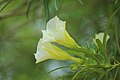 Cascabela thevetia White Flower.jpg