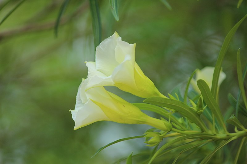 File:Cascabela thevetia White Flower.jpg