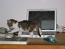 A cat chewing on a computer wire