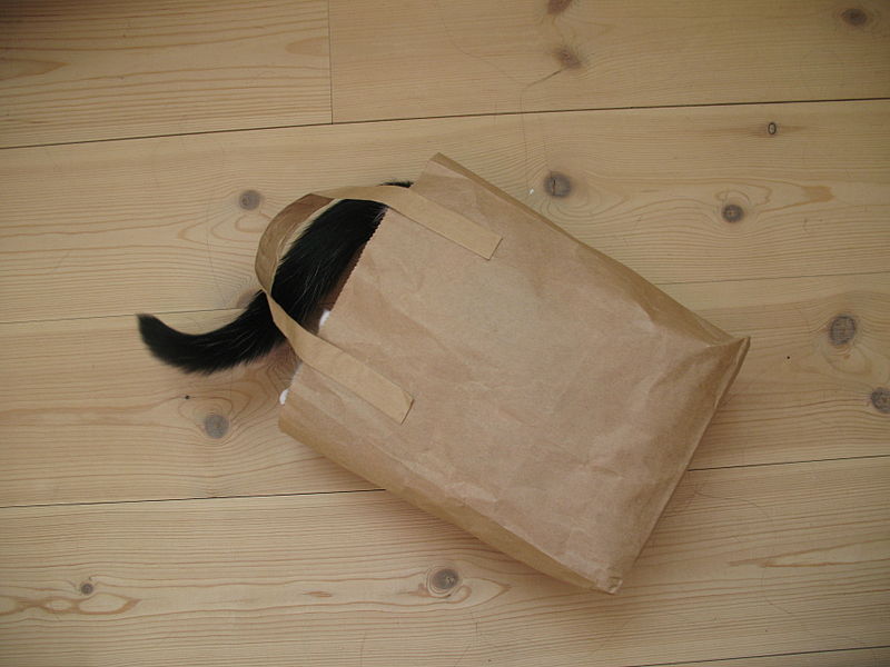 File:Cat bag.jpg