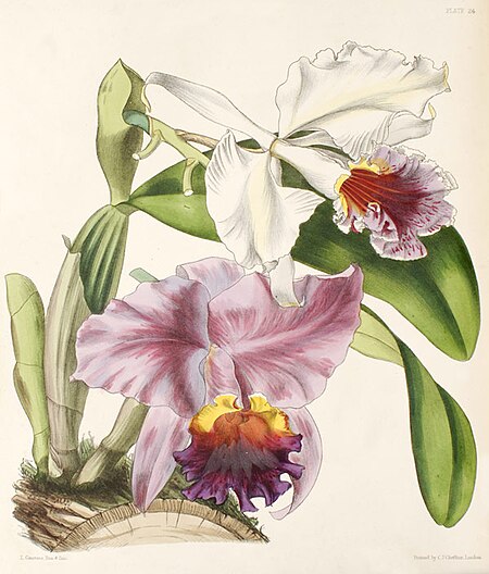 Tập_tin:Cattleya_labiata111.jpg