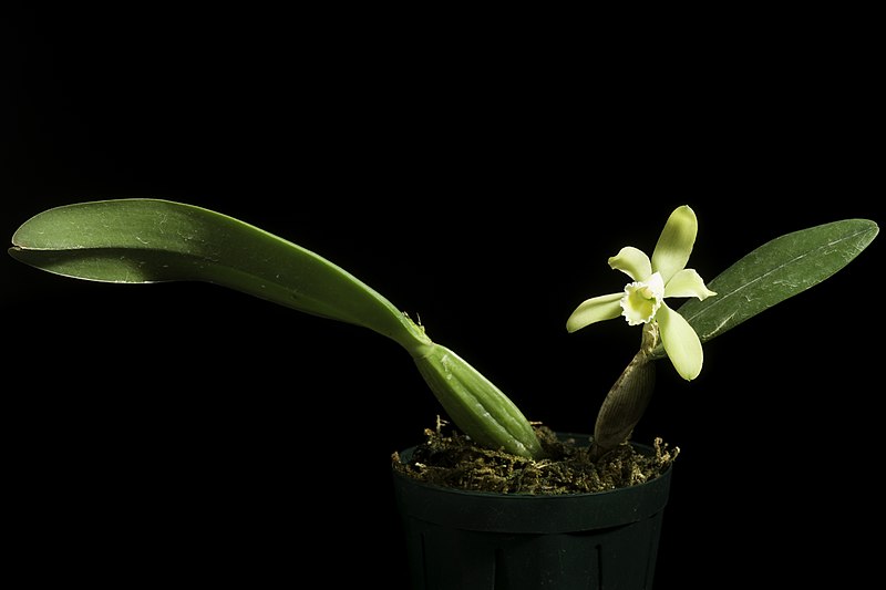 File:Cattleya luteola fma. flava Lindl., Gard. Chron. 1853 774 (1853) (49864517663).jpg