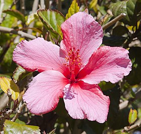 Cayena (Hibiscus rosa-sinensis), jardín del molino, Sierra de San Felipe, Setúbal, Portugal, 2012-05-11, DD 01.JPG
