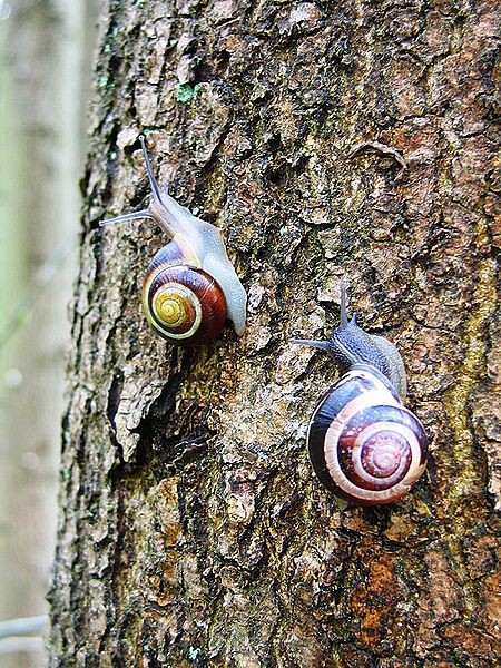 File:Cepaea nemoralis active pair on tree trunk.jpg