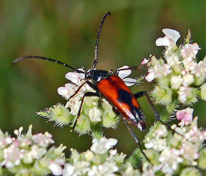 File:Cerambycidae - Stenurella bifasciata.JPG