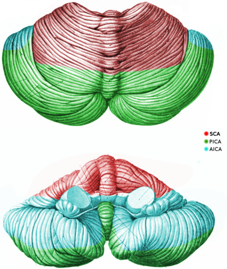 Cerebellar blood-flow.png