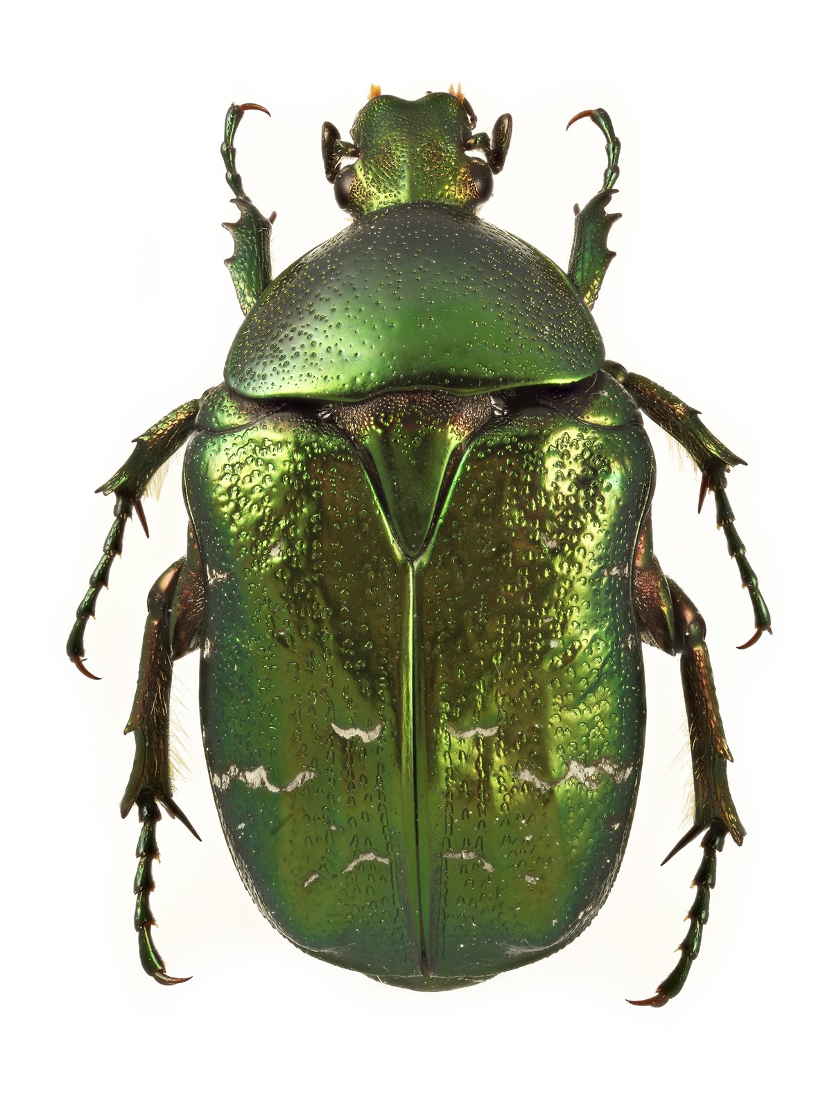 большой зеленый жук