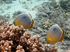 Deux poissons-papillon à trois bandes (Chaetodon trifasciatus)