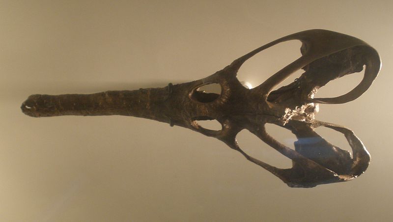 File:Champsosaurus laramiensis.JPG