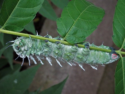 Attacus atlas catterpillar