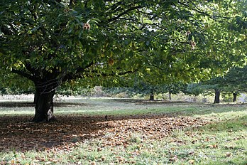 Chestnut tree02.jpg