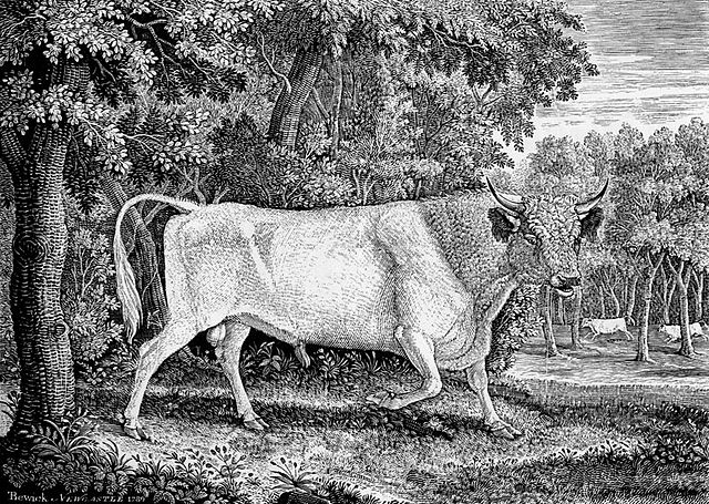 7+1⁄4-by-9+3⁄4-inch (180 mm × 250 mm) wood engraving by Thomas Bewick of a Chillingham Bull, executed for Marmaduke Tunstall of Wycliffe, Yorkshire in
