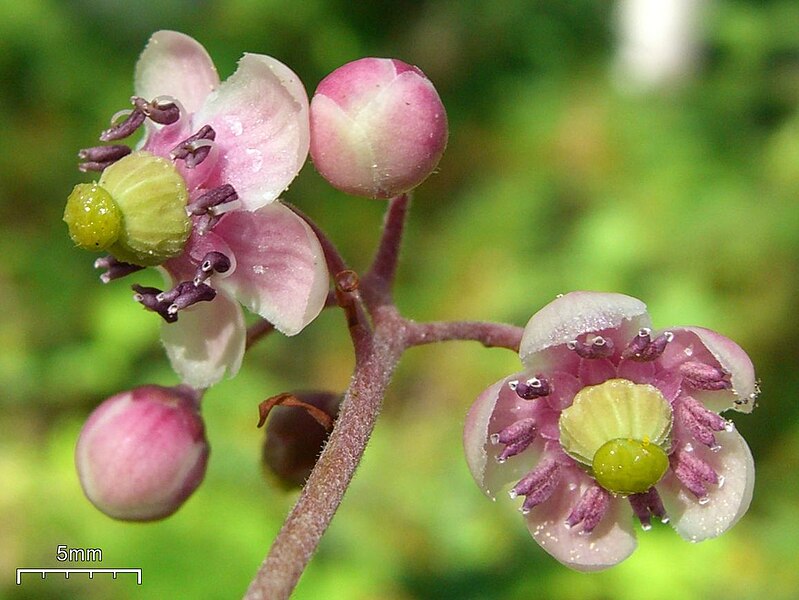 File:Chimaphila umbellata (3817689605).jpg