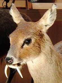 A stuffed specimen of H. inermis at the National Museum of Nature and Science, Tokyo, Japan Chinese water deer Stuffed specimen 2.jpg