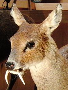 newborn chinese water deer