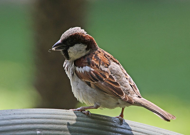 File:Chitwan-Vogelwelt-08-Spatz-2013-gje.jpg