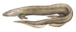 Chlamydoselachus anguineus 3.jpg