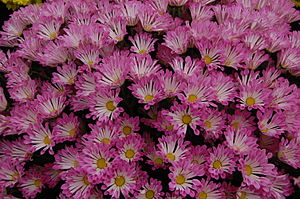 Chrysanthemum 'Dance'.JPG