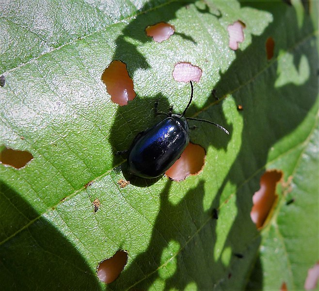 File:Chrysomelidae - Agelastica alni - Alder Beetle (49378741192).jpg