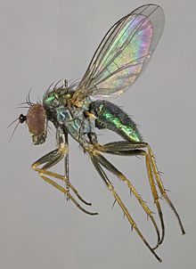 Chrysotus neglectus, Harlech, Shimoliy Uels, iyul, 2013 (16896072245) .jpg