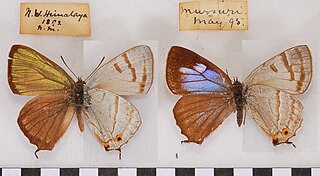 Chrysozephyrus syla