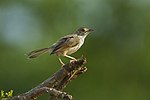 Miniatura para Cisticola njombe