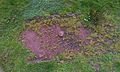 Cist within the Soussons Down ring cairn in Dartmoor.