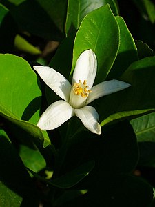 x Citrofortunella mitis Flower