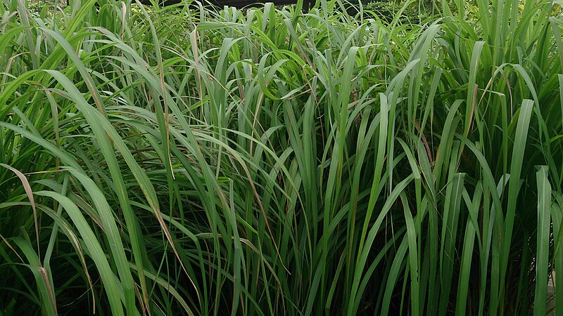 File:Citronella (Cymbopogon nardus) 1.jpg