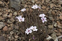 Claytonia gypsophiloides.jpg