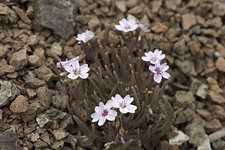 <i>Claytonia gypsophiloides</i> Species of flowering plant