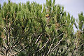 Foliage and cones. Cultivated, Shouf, Lebanon