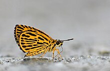 Dekat sayap mud-puddling dari Ampittia subvittatus (Moore, 1878) – Tiger Hopper-WLB DSC 1538-01.jpg