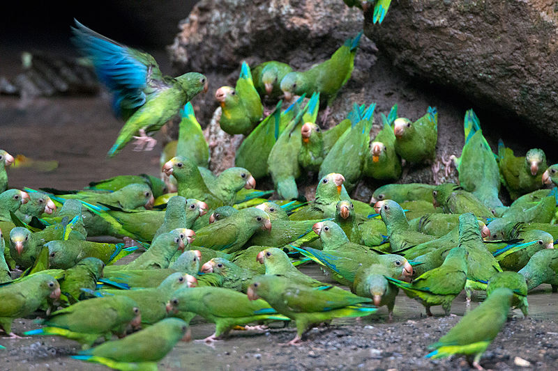 File:Cobalt-winged Parakeets (Brotogeris cyanoptera).jpg