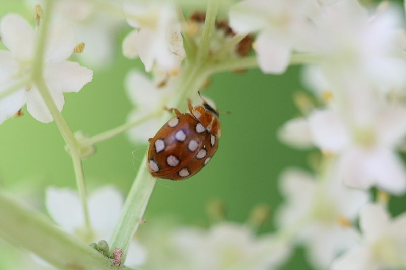 File:Coccinellidae 11062008.jpg