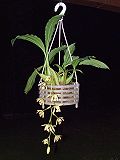 Coelogyne tomentosa üçün miniatür