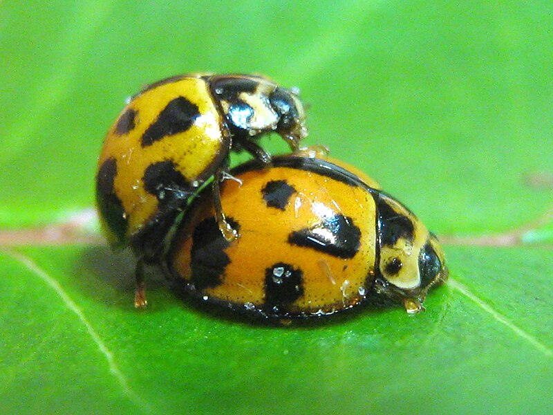 File:Coelophora inaequalis mating.jpg