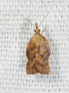 <i>Coeloptera</i> Genus of tortrix moths