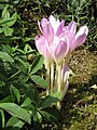 Colchicum lusitanum